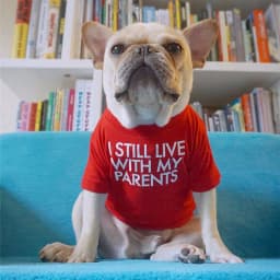 Letter Printed French Bulldog Shirt Cozy Cotton Stretch Pet Dog Clothes for Chihuahua Summer Pug T-shirts Yorkshire Cat Clothing