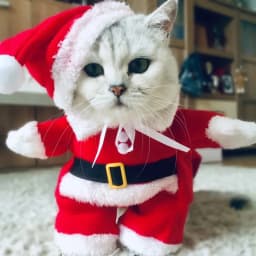 Winter Christmas Pet Cat Costumes Funny Santa Claus Clothes For Small Cats Dogs Xmas New Year Cat Clothing Kitty Kitten Outfits