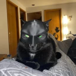 Cat Avenger Mask Bat Halloween 3D Printed Cosplay Hat Cat Funny Toys Photos Props Pet Accessories