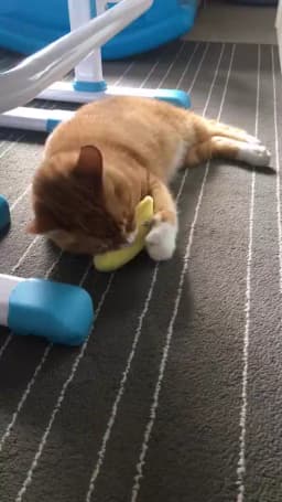 Teeth Grinding Catnip Toys Funny Interactive Plush Cat Toy Pet Kitten Chewing Vocal Toy Claws Thumb Bite Cat mint For Cats