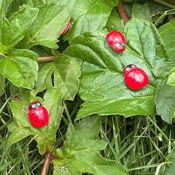 100pcs Tiny Resin Bees Ladybugs Craft Garden Red Landscape Ladybug Decoration DIY Little Animal Figurines Decor Ornaments