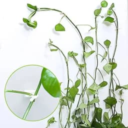 Plant Climbing Self-Adhesive Wall Vines Tools Fixture Plant Wall Fixture Clips Fixed Buckle Hook for Home Garden Wall Sticky