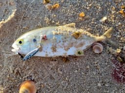 WEIHAI FSTK Metal Bait Sea Fishing Lures Jig Shore 10g15g20g30g Off Shore Jig Spoon Slow Jig Casting Jig Spoon Artificial Bait