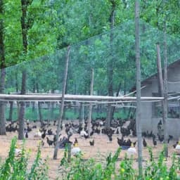 Heavy Anti Bird Netting Net Garden Fence and Crops Protective Fencing Mesh Anti Bird Deer Cat Dog Chicken Net Fishing Net