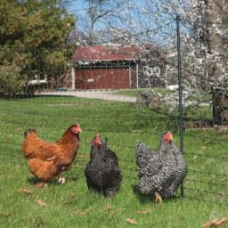 Heavy Anti Bird Netting Net Garden Fence and Crops Protective Fencing Mesh Anti Bird Deer Cat Dog Chicken Net Fishing Net