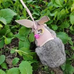 Newest Cute Rabbit Harness and Leash Set Bunny Pet Accessories Vest Harnesses Rabbit Leashes for Outdoor Walking Pets Supplies