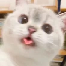 H***y