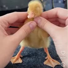 a***r