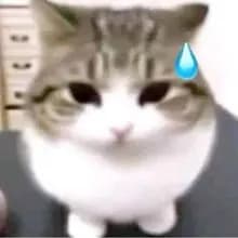 i***l