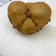 V***a