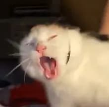 U***s