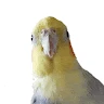 S***s