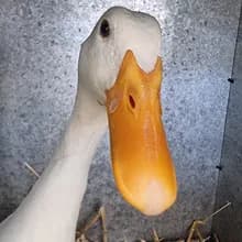 S***t
