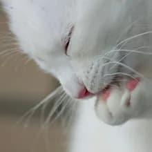 К***ч