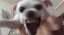 d***l