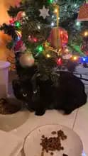 v***o