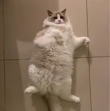 V***a