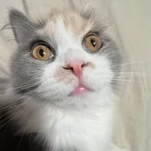 V***y