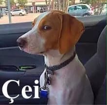 C***a