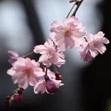 宮***花