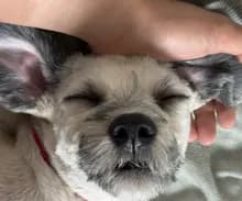 이***스