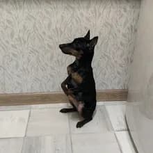 П***ч