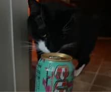 A***a