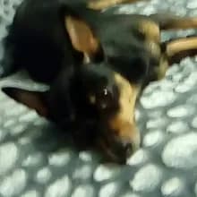 Л***ч