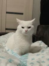 Б***ч