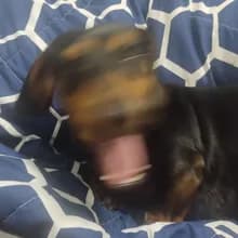 a***r