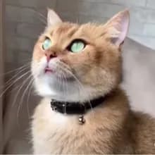 Д***ч