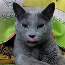 Б***ч