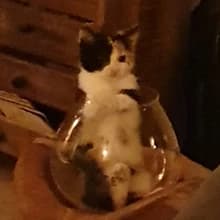 A***e