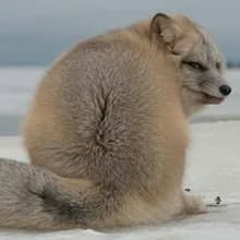 Б***а