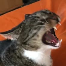 g***a
