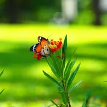 P***e