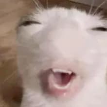 D***o