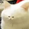 A***e