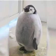 Y***o