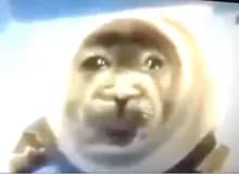 S***n