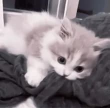 コ***！