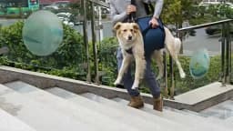 Pet Dog Carry Sling, Emergency Backpack Pet Legs Support & Rehabilitation Dog Lift Harness , for Dogs Joint Injuries,Arthritis