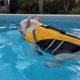 Reflective Dog Life Jacket Vest Removable Neck Float High Buoyancy Dogs Swimming Clothes, Pet Safety Swimsuit for Dog Cat