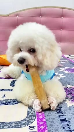Coffee Wood Dog Chew Stick - Coffee Wood Stick for Your Pets - Non Toxic Safe Puppy Chew Toy for Teething & Gifts for Dogs