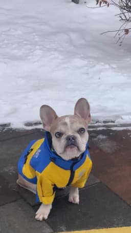 Waterproof Big Dog Clothes Winter Warm Pet Raincoat For Medium Large Dog Fashion Cool Dog Jacket French Bulldog Chihuahua Outfit