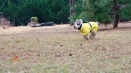 Pet Dog Waterproof Raincoat Outdoor Small Medium Size Dog Universal Teddy Bichon Puppy Clothes Pet Apparel Casual Raincoat