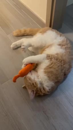 Cute Cat Toys Funny Interactive Plush Cat Toy Mini Teeth Grinding Catnip Toys Kitten Chewing Squeaky Toy Pets Accessories