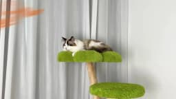 148CM Tall Indoor Cat Tree Tower Activity Tower Center for Large Cats with Flower-shaped Plush Stairs Condo