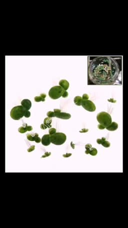 Aquarium Fish Tank Garden Water Decor 18pcs/Set Artificial Floating Duckweed with Roots