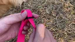 New High quality pet dog collar PVC waterproof Cat collar anti dirty easy to clean for Big small dogs puppy pet products